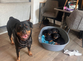 Rottie puppies ready to go now