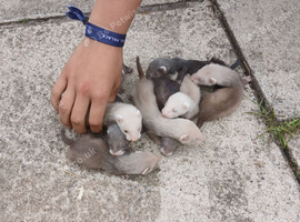 6 week baby ferrets ready friday