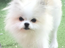 Tiny Pomeranian x