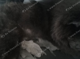 Chow chow puppies ready in 7 week