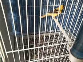 Canary