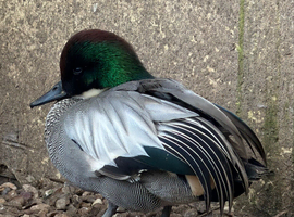 Falscated teal ducks pair