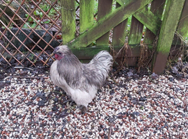Silkie Cockerel, free to good home.