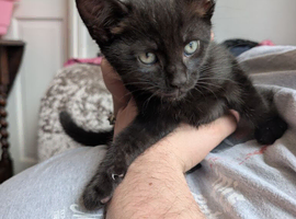 2 kittens currently 8 weeks white and grey and black and white sold