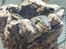 Baby Kimberly rock monitors