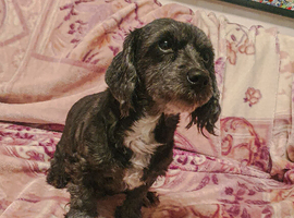Miniture Cocker Spaniel mix - Female