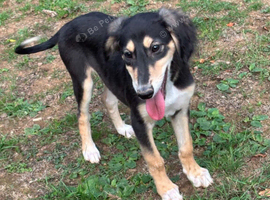 Saluki puppy