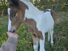 Mare with foal at foot