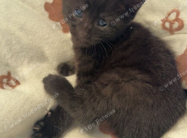 Adorable kittens for sale