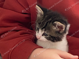 adorable kitten &pound;150