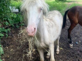 Registered Welsh A  yearling colt