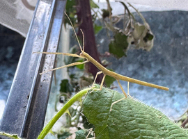 Indian stick insects.