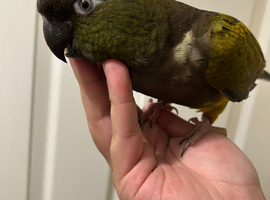 Hand Reared Baby Patagonian Conure