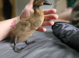 2 x 2 week old ducklings