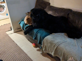 Dog for sale