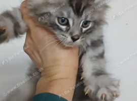 Maine coon kittens 2 left