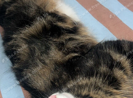Maincoon/domestic bread.