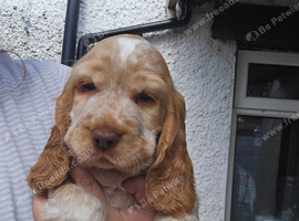 Kc show cocker spaniel pet home only