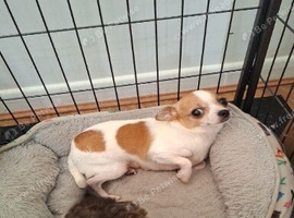 TOY POOLE X CHIHUAHUA (POOCHI) PUPPIES
