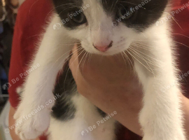 White and black kitten