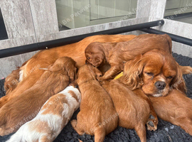 Beautiful KC Reg Cavaliers