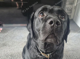 Black 6.5 years lab