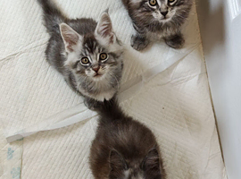 Maine Coon kittens