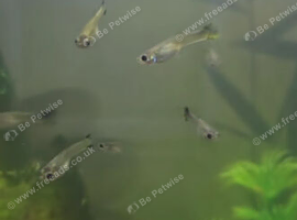 Baby guppies