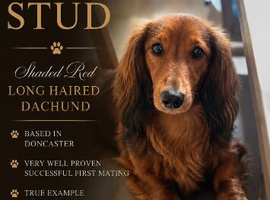 Longhaired miniature Dachund
