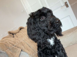 beautifull cockerpoo