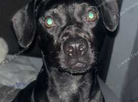 Dachshund x black lab