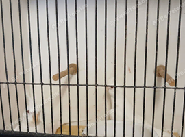 Proven breeding pair of Albino Cockatiels