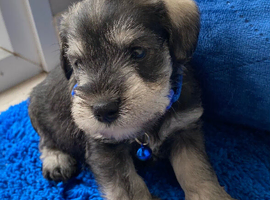Adorable Mini Schnauzer pups - KC reg 5* Licensed Boys/Girls
