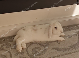 Holland lop bunny