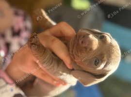 Miniatur dachshund champagne color