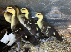 6 Muscovy ducklings
