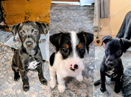 3 F1 jackain boys left