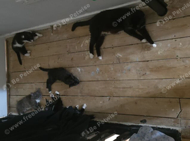 4 kittens ready to leave