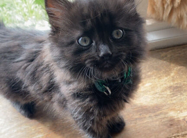 Last ragdoll kitten