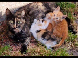 3 kittens left