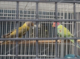 Pair of Plumstead