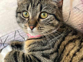 tabby domestic shorthair