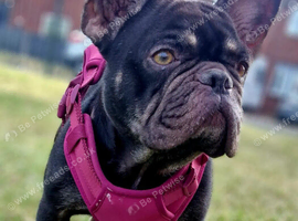Female frenchie 3 years old