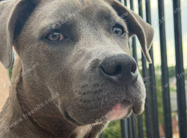Mixed breed female