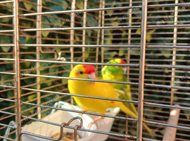 Young Pair of Kakarikis