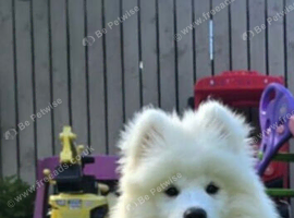 I am looking for a Samoyed