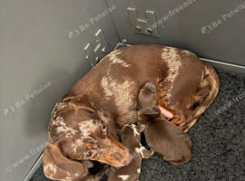 Miniature dachshund puppies