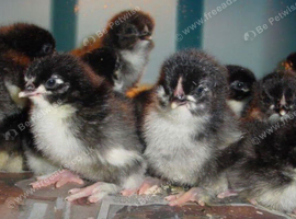 Black copper maran chicks