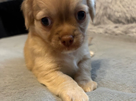 Adorable chihuahua puppies