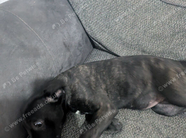 Cane corso puppies 4 females